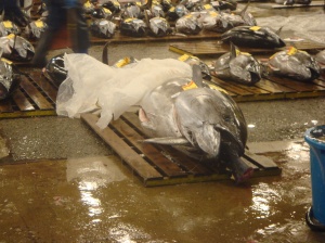 Giant Tuna at the auction